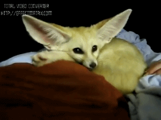 狐狸 慵懒 舒服 伸懒腰