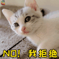 猫咪 猫 萌宠 拒绝 no 我拒绝 soogif soogif出品