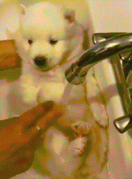 狮子狗 洗澡 搞笑 可爱 享受