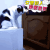 萌宠 动物 萌