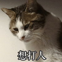 想打人 猫 可爱 呆萌