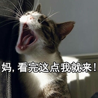 猫咪 妈看完这点我就来 张嘴 大喊