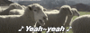 绵羊 sheep yeah
