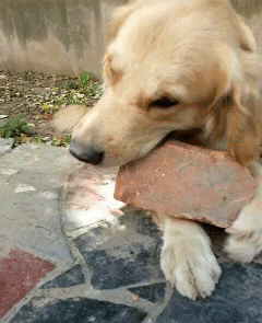 狗狗 砖块 好吃吗 搞笑