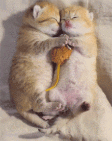 猫咪 抱玩具 睡觉 可爱