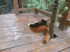 小熊猫 可爱  嫩 呆萌 卡哇伊