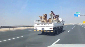 卡车 truck 动物 高速公路