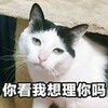 萌宠 喵星人 你看我想理你吗 嫌弃 可爱 呆萌