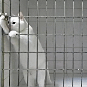 猫星人 越狱 逃跑