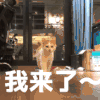 萌宠 喵星人 我来了 来了 搞怪 逗