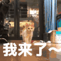 萌宠 喵星人 我来了 来了 搞怪 逗