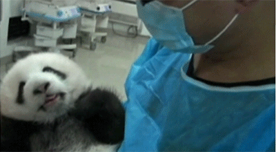 双胞胎 微笑 熊猫 动物 瓷器 病毒的 动物宝宝 熊猫宝宝