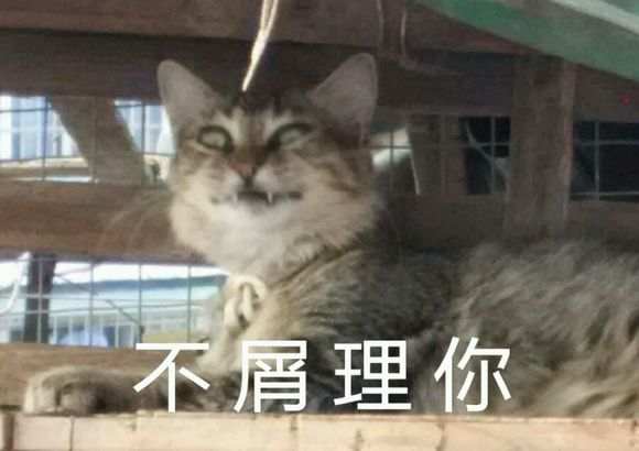 不屑理你猫咪可爱狰狞gif动图_动态图_表情包下载_soo
