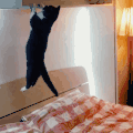 猫咪 引体向上 床头 被子