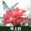 早上好 蝴蝶 花 唯美