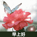 早上好 蝴蝶 花 唯美
