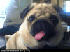 哈巴狗 pug 可爱 吐舌头