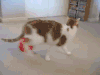萌宠 喵星人 蠢萌 猫