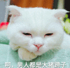 萌宠 喵星人 男人都是大猪蹄子 大猪蹄子