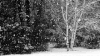 雪 snow nature