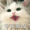 萌宠 喵星人 宇宙最凶 我很凶的 可爱 奶凶