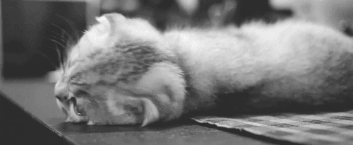 小猫 大眼睛 转头 萌萌的