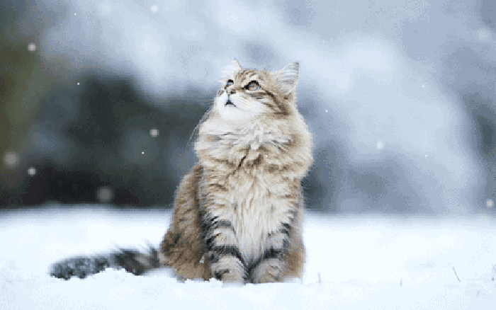 冬天 猫咪 下雪 美景
