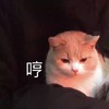 萌宠 猫星人 哼 生气 搞怪 呆萌
