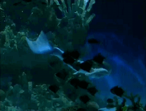 大海 美人鱼 游泳 优美