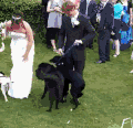 婚礼 黑狗 开心 草地