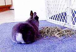 兔子 贵妇 懒人