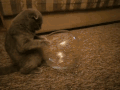 萌宠 猫星人 搞怪 逗 动图