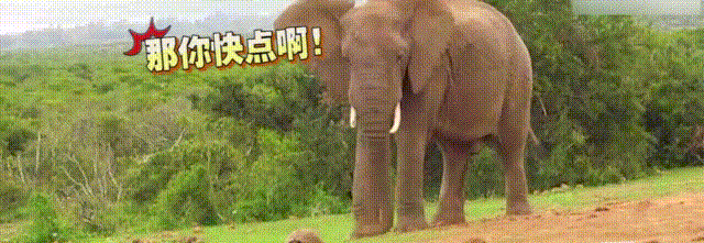 大象 动物 快点动起来 大长鼻子