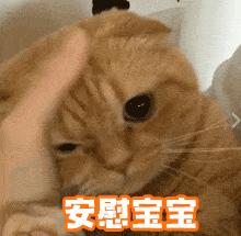 宝宝需要安慰熊猫人金馆长可爱gif动图_动态图_表情包下载_soogif