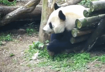 熊猫 可爱 毛绒绒