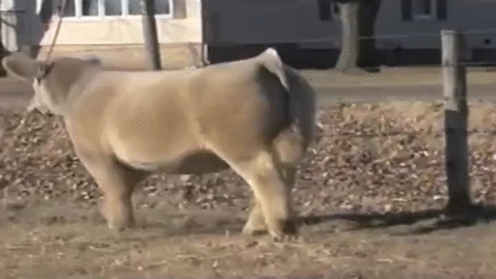 奶牛 cow