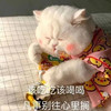 萌宠 猫星人 该吃吃该喝喝 凡事别往心里搁 呆萌 可爱
