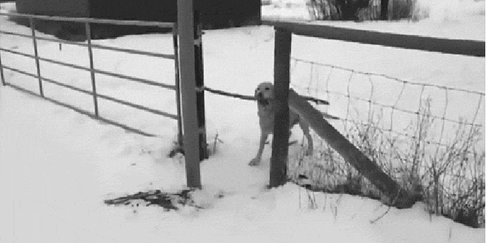 小狗 可爱 萌萌哒 动态