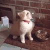 猫咪 玩耍 吃饭 毛茸茸