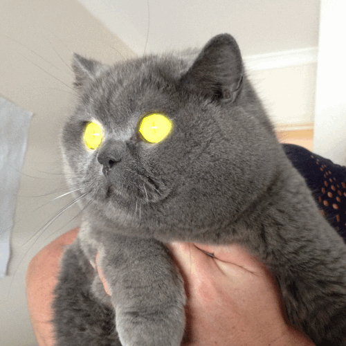 猫咪 眼睛发光 恐怖 搞笑