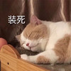 萌宠 猫星人 装死 无奈 呆萌 可爱