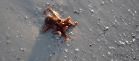 章鱼 starlesssky 海洋生命 海上的生活 小章鱼
