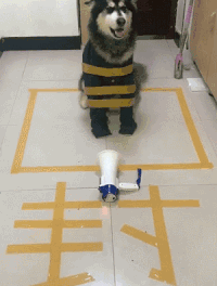 狗狗 被绑 吐舌头 封口