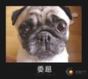 狗狗 可爱 委屈 可怜