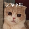 萌宠 喵星人 人家不嘛 不要嘛 卖萌 可爱