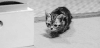 【】 摄影 gif