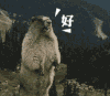 好 大熊 凶猛 呐喊 荒野