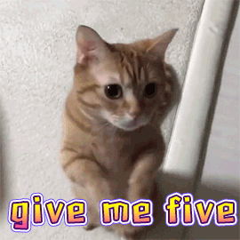 赞 good 萌宠 猫 猫咪 喵星人 give me five 棒