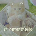 这个时候要装傻 猫咪 瞪眼 萌萌哒