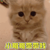 萌宠 猫咪 喵星人 小哥哥带带我 吃鸡 soogif soogif出品